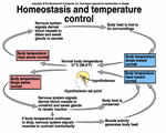 Healthy Body Systems