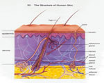 Bones, Muscles and Skin