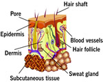 Bones, Muscles and Skin