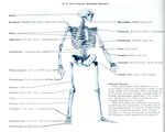 Bones, Muscles and Skin