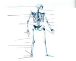 Bones, Muscles and Skin
