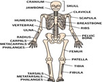 Bones, Muscles and Skin