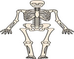 Bones, Muscles and Skin