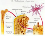 Bones, Muscles and Skin