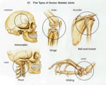 Bones, Muscles and Skin