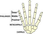 Bones, Muscles and Skin