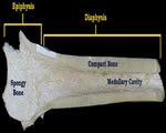 Bones, Muscles and Skin