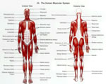 Bones, Muscles and Skin