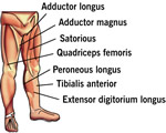 Bones, Muscles and Skin