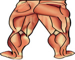 Bones, Muscles and Skin