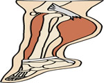 Bones, Muscles and Skin