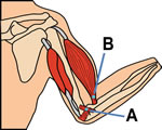 Bones, Muscles and Skin