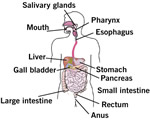 Food and Digestion