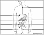 Food and Digestion