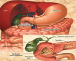Food and Digestion