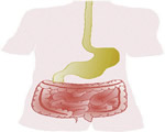 Food and Digestion