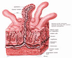 Food and Digestion