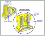 Food and Digestion
