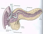 Food and Digestion