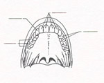 Food and Digestion