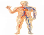 Circulation