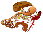 Circulation