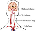 Circulation