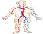 Circulation