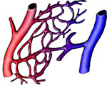 Circulation