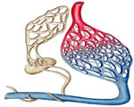 Circulation