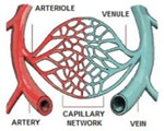 Circulation