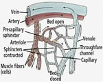 Circulation