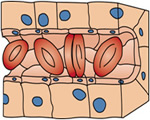 Circulation
