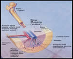 Circulation