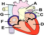 Circulation