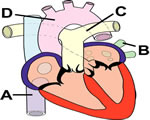 Circulation