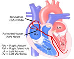 Circulation