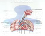 Respiration and Excretion
