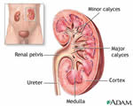Respiration and Excretion
