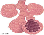 Respiration and Excretion