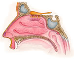 Respiration and Excretion