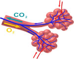 Respiration and Excretion