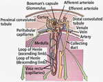 Respiration and Excretion
