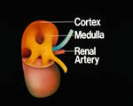 Respiration and Excretion