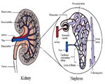 Respiration and Excretion