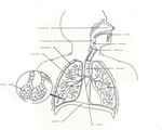 Respiration and Excretion