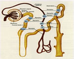 Respiration and Excretion