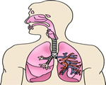 Respiration and Excretion