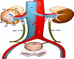 Respiration and Excretion