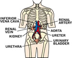 Respiration and Excretion